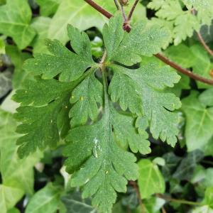 Photographie n°2471864 du taxon Geranium robertianum L. [1753]