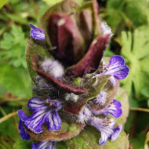 Photographie n°2471870 du taxon Ajuga reptans L. [1753]