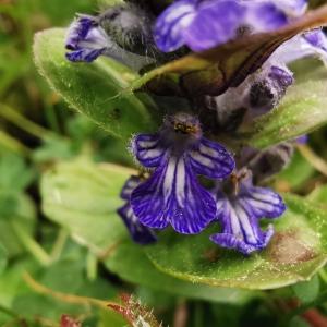 Photographie n°2471872 du taxon Ajuga reptans L. [1753]