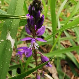 Photographie n°2471886 du taxon Polygala vulgaris L. [1753]