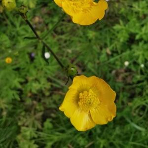 Photographie n°2471901 du taxon Ranunculus acris L. [1753]