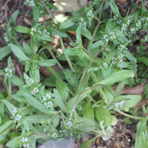 Photographie n°2471925 du taxon Valerianella locusta (L.) Laterr. [1821]