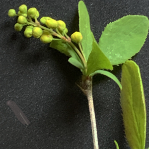 Berberis vulgaris L. subsp. vulgaris