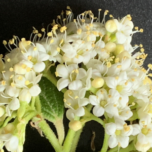 Photographie n°2472025 du taxon Viburnum lantana L. [1753]