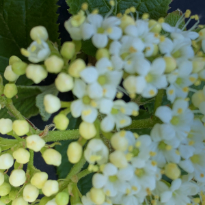 Photographie n°2472029 du taxon Viburnum lantana L. [1753]