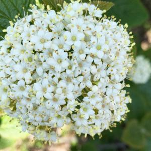 Photographie n°2472035 du taxon Viburnum lantana L. [1753]