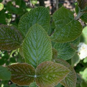 Photographie n°2472036 du taxon Viburnum lantana L. [1753]