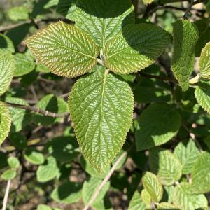 Photographie n°2472039 du taxon Viburnum lantana L. [1753]