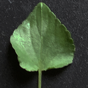 Photographie n°2472043 du taxon Viola riviniana Rchb. [1823]