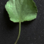  Liliane Roubaudi - Viola riviniana Rchb. [1823]