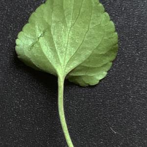 Photographie n°2472044 du taxon Viola riviniana Rchb. [1823]