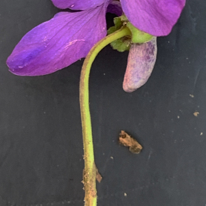 Photographie n°2472046 du taxon Viola riviniana Rchb. [1823]