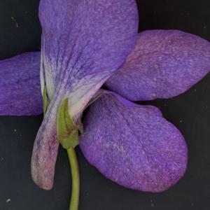 Photographie n°2472048 du taxon Viola riviniana Rchb. [1823]