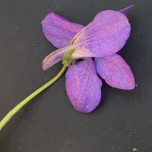 Photographie n°2472050 du taxon Viola riviniana Rchb. [1823]