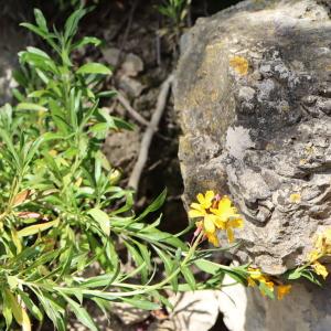 Photographie n°2472072 du taxon Erysimum cheiri (L.) Crantz [1769]