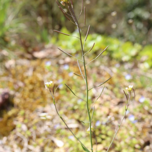 Photographie n°2472073 du taxon Arabidopsis thaliana (L.) Heynh. [1842]