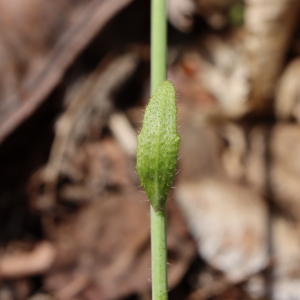 Photographie n°2472078 du taxon Arabidopsis thaliana (L.) Heynh. [1842]