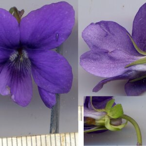 Photographie n°2472115 du taxon Viola riviniana Rchb.