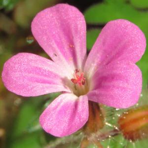 Photographie n°2472138 du taxon Geranium robertianum L. [1753]