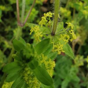 Photographie n°2472174 du taxon Cruciata laevipes Opiz [1852]