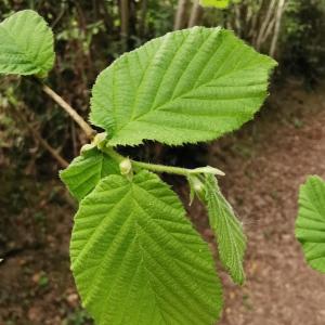 Photographie n°2472187 du taxon Corylus avellana L. [1753]