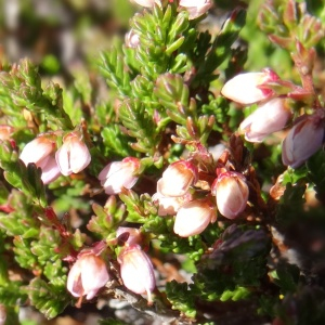 Photographie n°2472190 du taxon Calluna vulgaris (L.) Hull