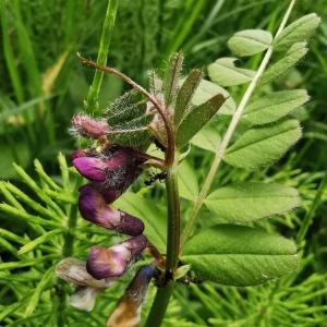 Photographie n°2472198 du taxon Vicia sativa L. [1753]