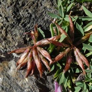 Photographie n°2472203 du taxon Trifolium alpinum L. [1753]