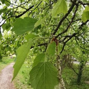 Photographie n°2472208 du taxon Populus tremula L. [1753]