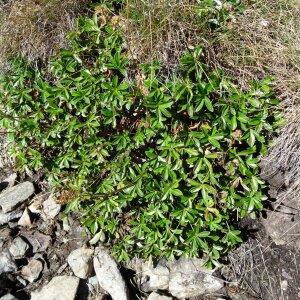 Photographie n°2472221 du taxon Alchemilla alpina L. [1753]