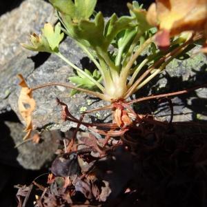 Photographie n°2472232 du taxon Saxifraga geranioides L. [1755]