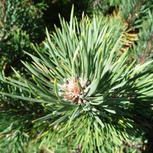 Photographie n°2472243 du taxon Pinus mugo subsp. uncinata (Ramond ex DC.) Domin [1936]