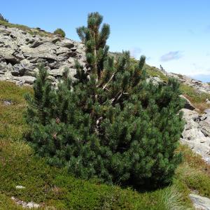 Photographie n°2472244 du taxon Pinus mugo subsp. uncinata (Ramond ex DC.) Domin [1936]
