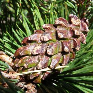 Photographie n°2472246 du taxon Pinus mugo subsp. uncinata (Ramond ex DC.) Domin [1936]