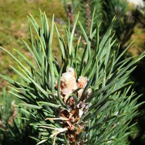 Photographie n°2472247 du taxon Pinus mugo subsp. uncinata (Ramond ex DC.) Domin [1936]