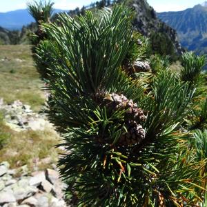 Photographie n°2472248 du taxon Pinus mugo subsp. uncinata (Ramond ex DC.) Domin [1936]