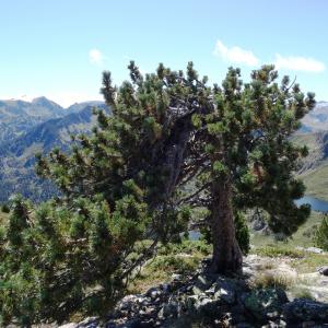 Photographie n°2472250 du taxon Pinus mugo subsp. uncinata (Ramond ex DC.) Domin [1936]