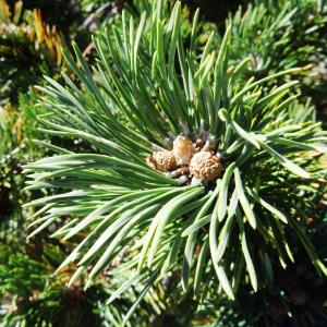 Photographie n°2472251 du taxon Pinus mugo subsp. uncinata (Ramond ex DC.) Domin [1936]