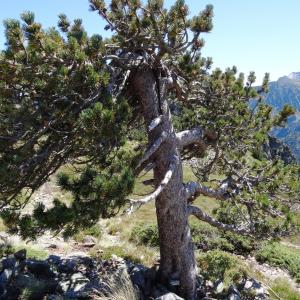 Photographie n°2472252 du taxon Pinus mugo subsp. uncinata (Ramond ex DC.) Domin [1936]