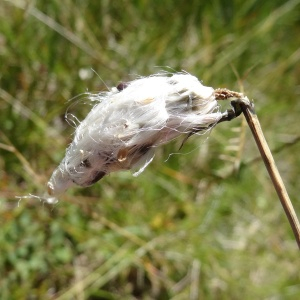 Photographie n°2472265 du taxon Eriophorum angustifolium Honck. [1782]