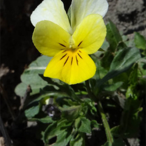 Photographie n°2472270 du taxon Viola tricolor L.