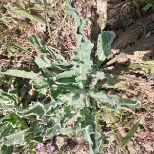 Photographie n°2472296 du taxon Verbascum sinuatum L. [1753]