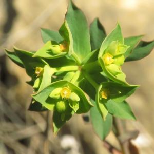 Photographie n°2472327 du taxon Euphorbia taurinensis All. [1785]