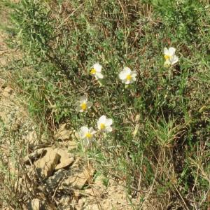 Photographie n°2472334 du taxon Helianthemum apenninum (L.) Mill. [1768]