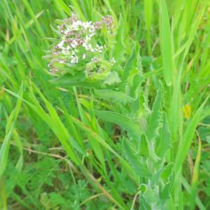 Photographie n°2472345 du taxon Lepidium campestre (L.) R.Br. [1812]