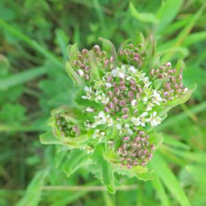 Photographie n°2472346 du taxon Lepidium campestre (L.) R.Br. [1812]