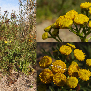 Photographie n°2472468 du taxon Tanacetum vulgare L.