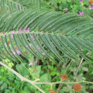 Photographie n°2472487 du taxon Acacia dealbata Link [1822]