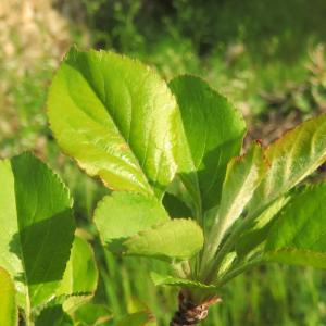 Photographie n°2472496 du taxon Malus domestica Borkh. [1803]