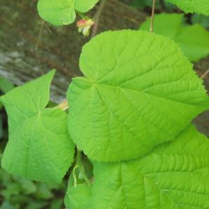 Photographie n°2472500 du taxon Tilia cordata Mill. [1768]